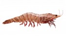 Tiger Prawns: Unleash the Majestic Flavor of the Seas