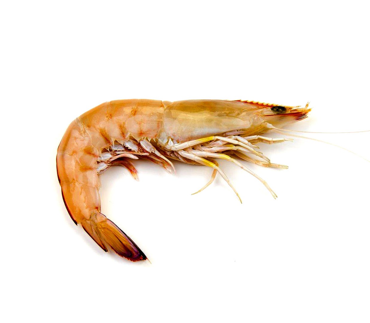 White Prawns: A Delicate Symphony of Purity and Taste