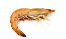 Tiger Prawns: Unleash the Majestic Flavor of the Seas