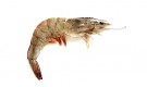 Tiger Prawns: Unleash the Majestic Flavor of the Seas