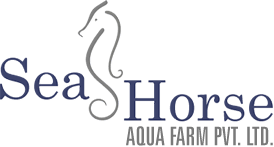 Sea Horse Fishery